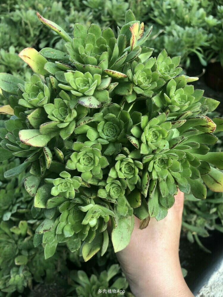 大邑职高召开后期安全教育培训会‘tyc7111cc太阳成集团’(图3) tyc7111cc太阳成集团