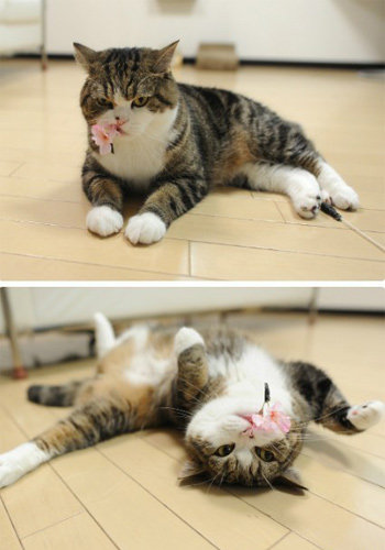 太阳成tyc7111cc官网